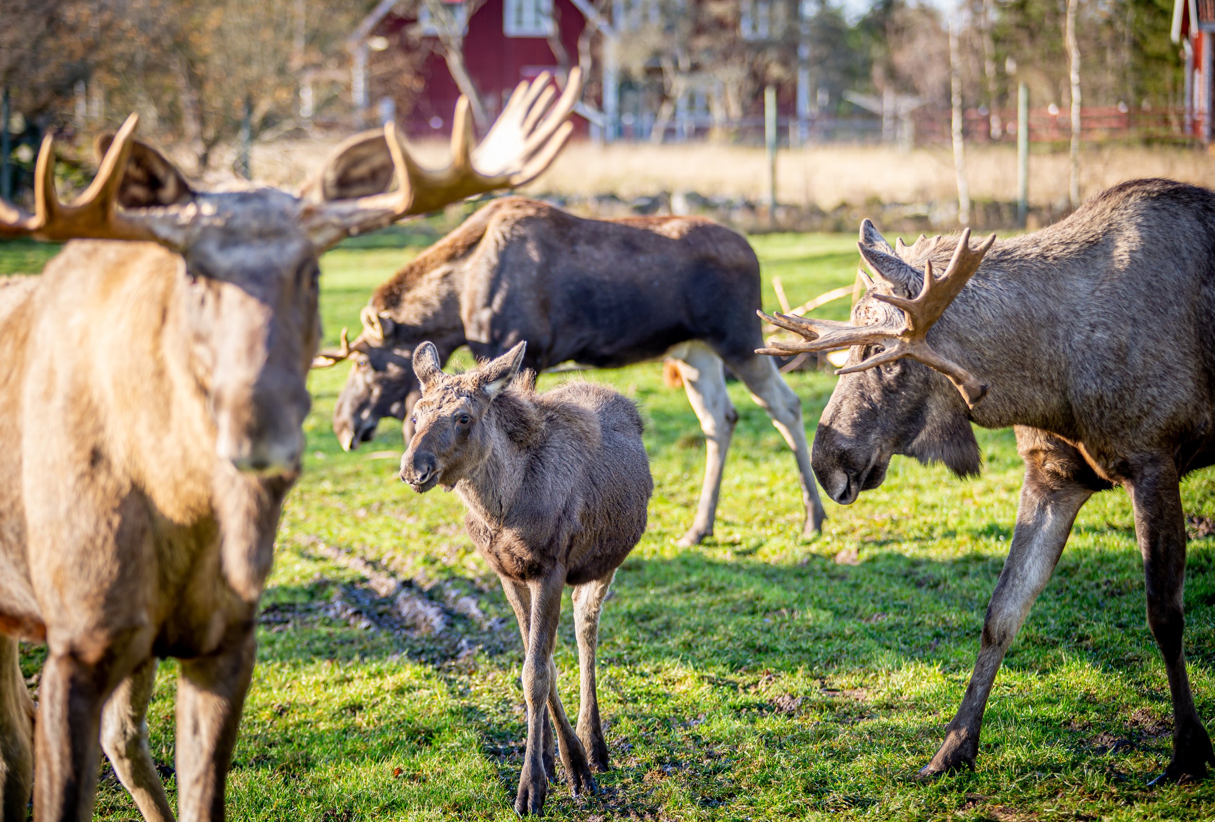 Virum Älgpark